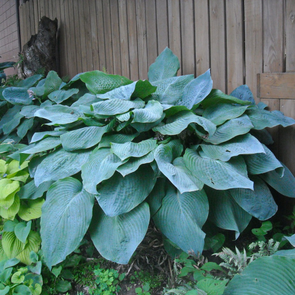 Хоста Биг Дэдди (Big Daddy) [L] купить с доставкой