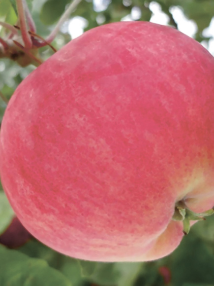 Яблоня Мантет купить с доставкой