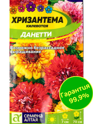 Хризантема Данетти килеватая [Семена алтая]