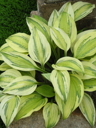 Хоста Кэптинз Эдвенчер (Captain's Adventure) [M]