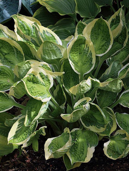 Хоста Кэптинз Эдвенчер (Captain's Adventure) [M] купить с доставкой