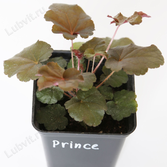 Гейхера Принц (Prince) купить с доставкой Гейхера Принц (Prince) купить с доставкой