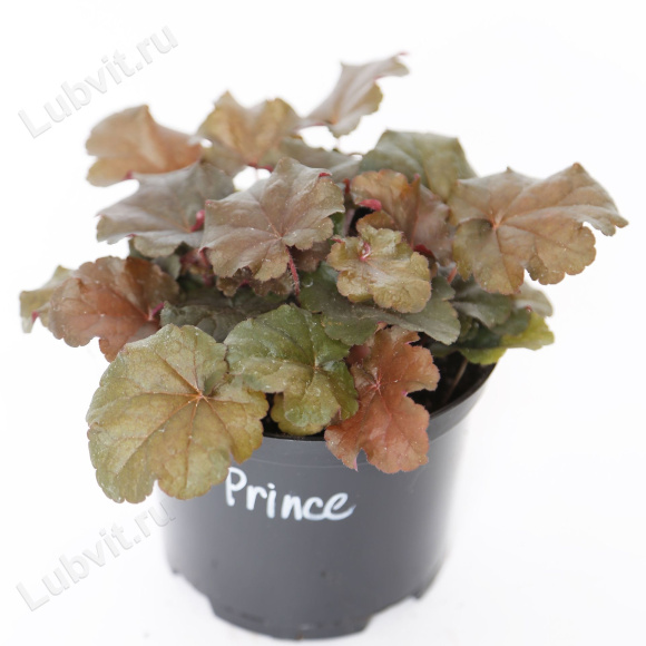 Гейхера Принц (Prince) купить с доставкой