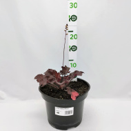 Гейхера Принц (Prince)