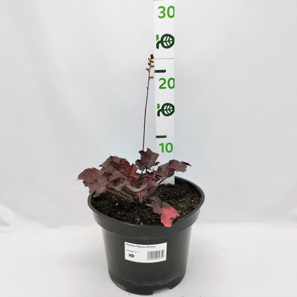 Гейхера Принц (Prince) купить с доставкой Гейхера Принц (Prince) купить с доставкой