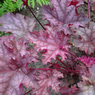 Гейхера Кан Кан (Can Can)