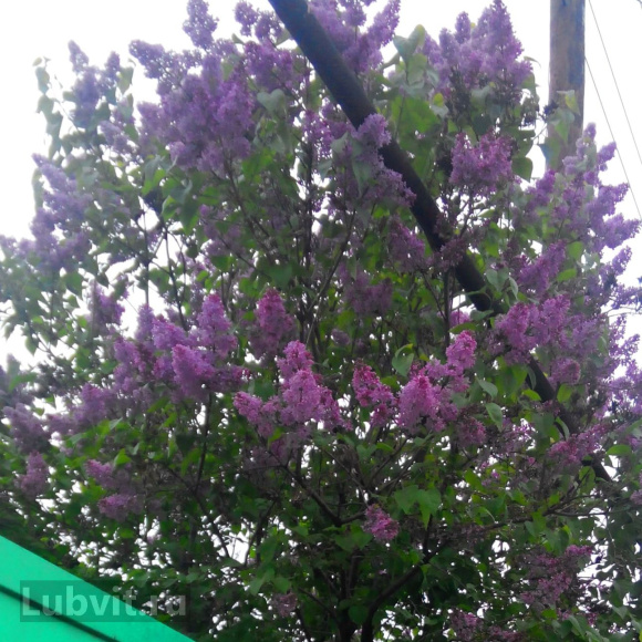 Сирень Виолетта (Violetta) купить с доставкой Сирень Виолетта (Violetta) купить с доставкой