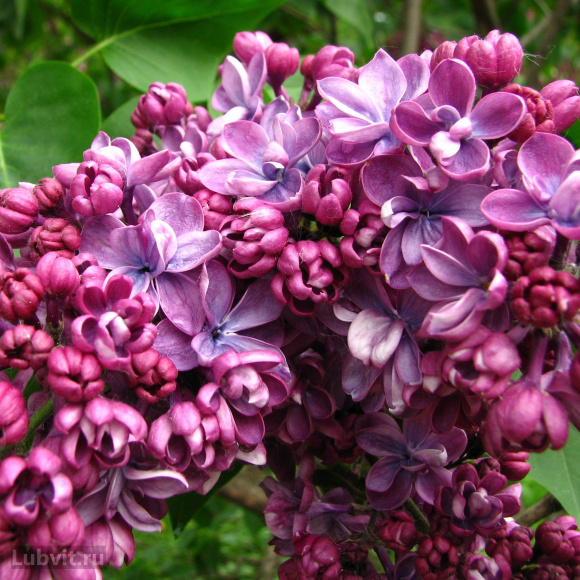 Сирень Виолетта (Violetta) купить с доставкой Сирень Виолетта (Violetta) купить с доставкой