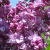 Сирень Виолетта (Violetta) купить с доставкой