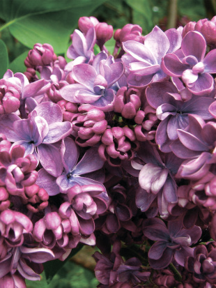 Сирень Виолетта (Violetta)