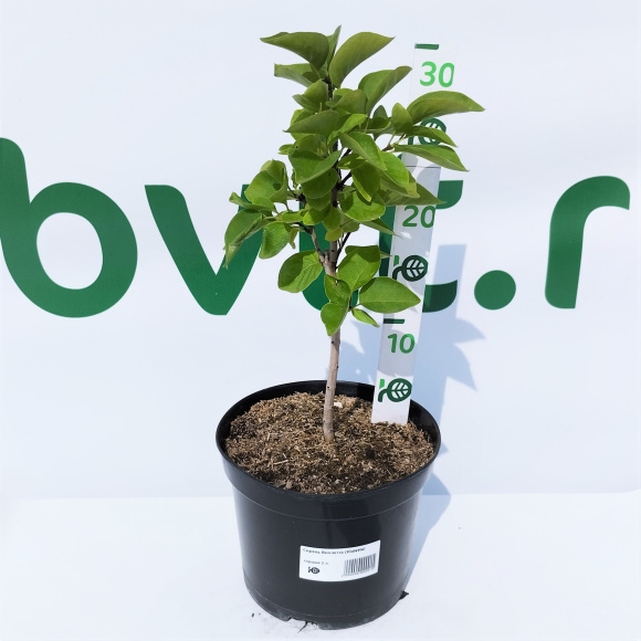 Сирень Виолетта (Violetta) купить с доставкой Сирень Виолетта (Violetta) купить с доставкой