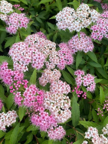 Спирея Широбана (Shirobana) купить с доставкой