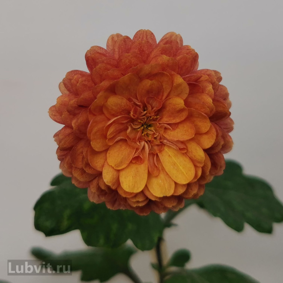 Хризантема мультифлора Оранж Стар (Orange Star) купить с доставкой