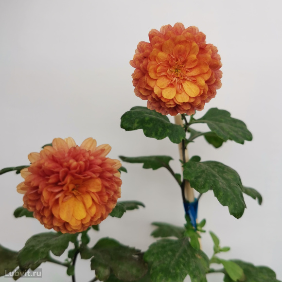 Хризантема мультифлора Оранж Стар (Orange Star) купить с доставкой