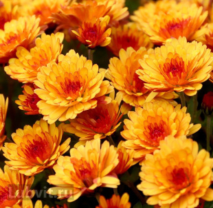 Хризантема мультифлора Оранж Стар (Orange Star)