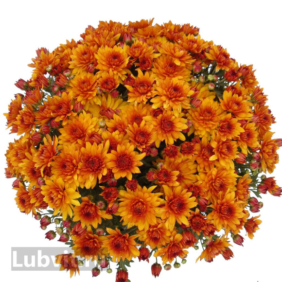 Хризантема мультифлора Оранж Стар (Orange Star) купить с доставкой