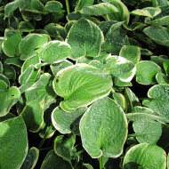 Хоста Кристмас Три (Christmas Tree) [M]