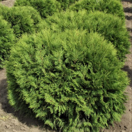 Туя Литл Чемпион (Little Champion)