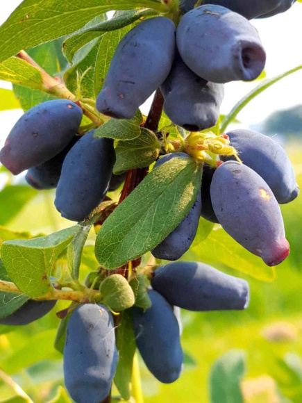 Жимолость Фиалка купить с доставкой