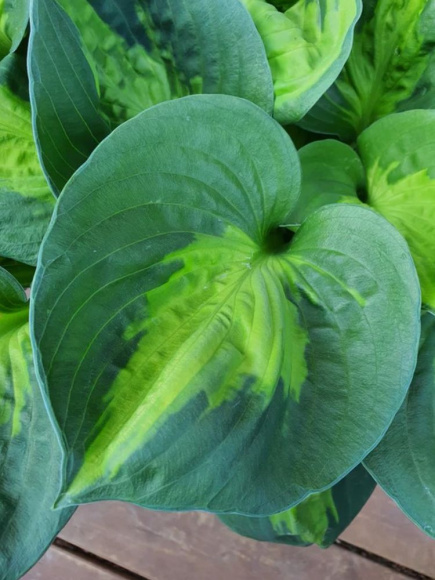 Хоста Сансет Грувз (Sunset Grooves) [M] купить с доставкой