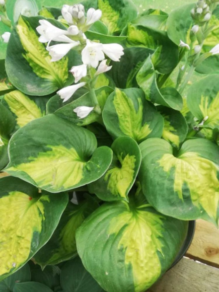 Хоста Сансет Грувз (Sunset Grooves) [M] купить с доставкой