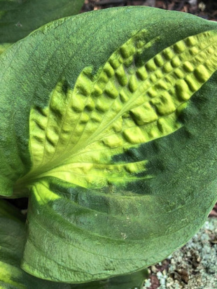 Хоста Сансет Грувз (Sunset Grooves) [M]