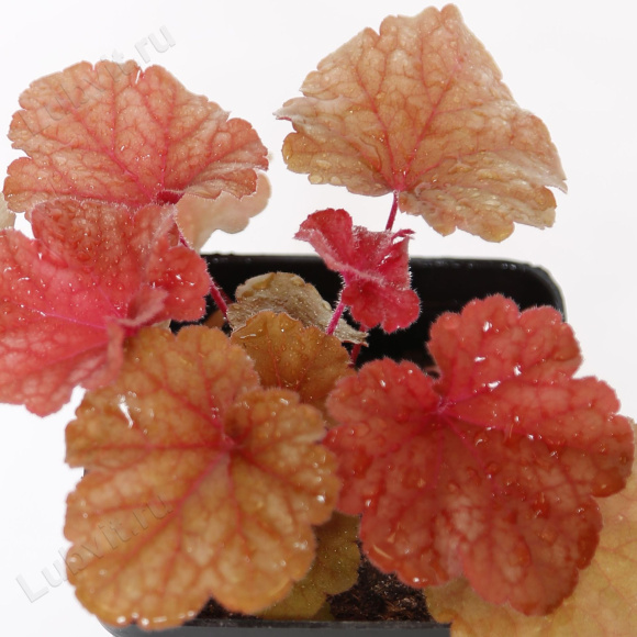 Гейхера Рио лист (Heuchera Rio) Гейхера Рио лист (Heuchera Rio)