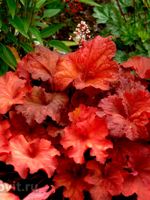Гейхера Рио (Rio)