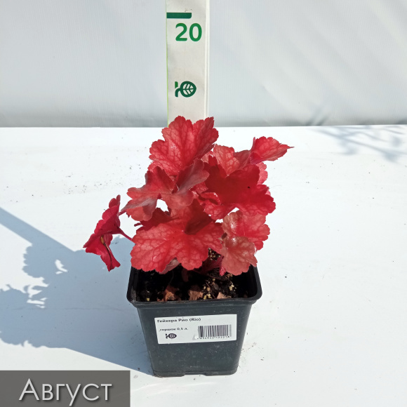 Гейхера Рио (Rio) купить с доставкой Гейхера Рио (Rio) купить с доставкой