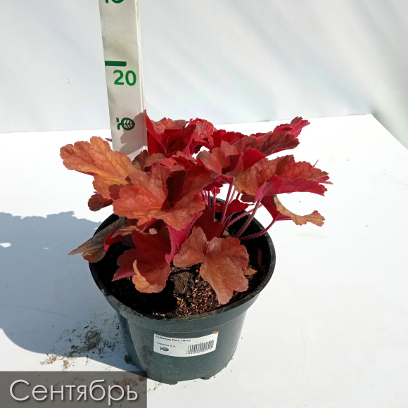 Гейхера Рио (Rio) купить с доставкой Гейхера Рио (Rio) купить с доставкой