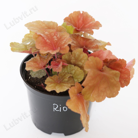 Гейхера Рио (Rio) купить с доставкой