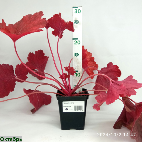 Гейхера Рио (Rio) купить с доставкой Гейхера Рио (Rio) купить с доставкой