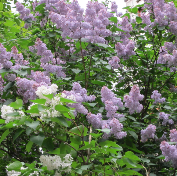 Сирень Маршал Ланн (Marechal Lannes) купить с доставкой Сирень Маршал Ланн (Marechal Lannes) купить с доставкой