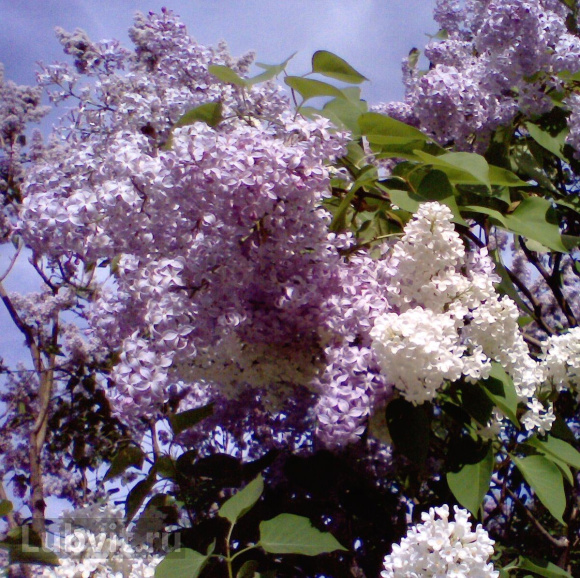 Сирень Маршал Ланн (Marechal Lannes) купить с доставкой Сирень Маршал Ланн (Marechal Lannes) купить с доставкой