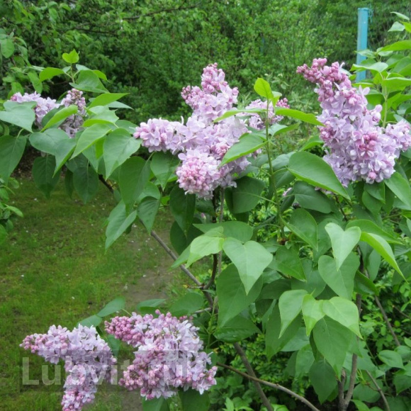 Сирень Маршал Ланн (Marechal Lannes) купить с доставкой Сирень Маршал Ланн (Marechal Lannes) купить с доставкой