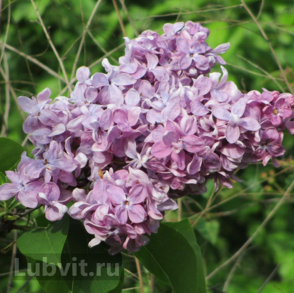 Сирень Маршал Ланн (Marechal Lannes) купить с доставкой Сирень Маршал Ланн (Marechal Lannes) купить с доставкой