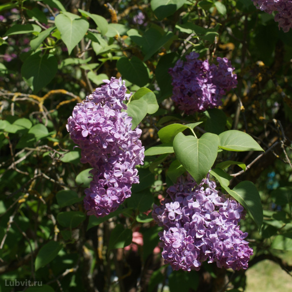 Сирень Маршал Ланн (Marechal Lannes) купить с доставкой Сирень Маршал Ланн (Marechal Lannes) купить с доставкой