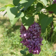 Сирень Маршал Ланн (Marechal Lannes)