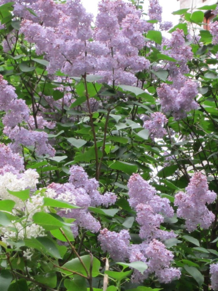 Сирень Маршал Ланн (Marechal Lannes) купить с доставкой