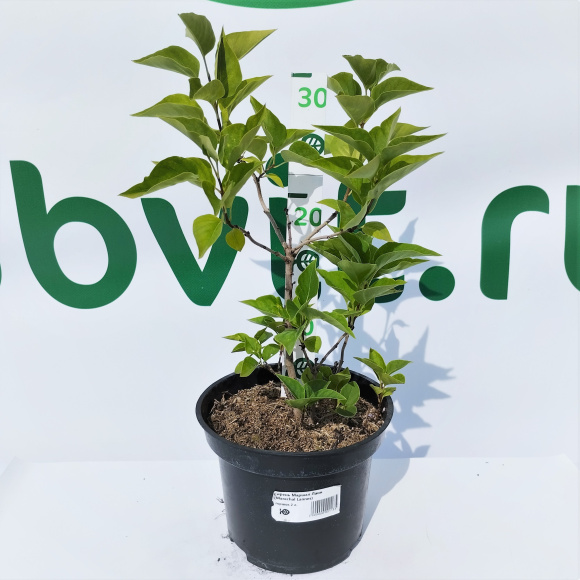 Сирень Маршал Ланн (Marechal Lannes) купить с доставкой Сирень Маршал Ланн (Marechal Lannes) купить с доставкой