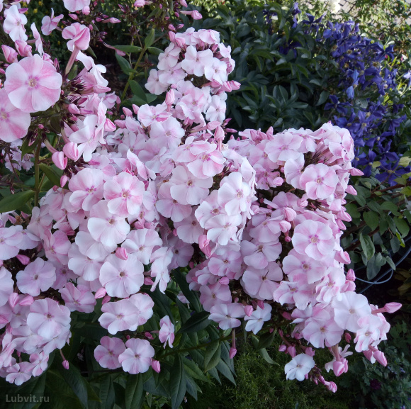 Флокс Алиса Фрейндлих купить с доставкой Флокс Алиса Фрейндлих купить с доставкой