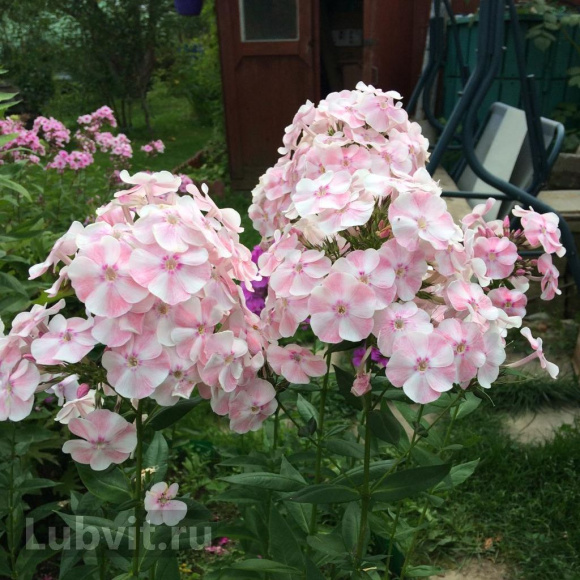Флокс Алиса Фрейндлих купить с доставкой Флокс Алиса Фрейндлих купить с доставкой