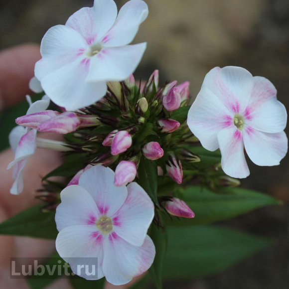 Флокс Алиса Фрейндлих купить с доставкой Флокс Алиса Фрейндлих купить с доставкой