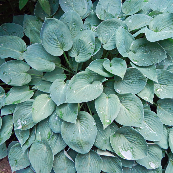 Хоста Канадиан Блю (Canadian Blue) [M] купить с доставкой