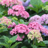 Гортензия Ю энд Ми Тугезе (You and Me Together) крупнолистная Гортензия Ю энд Ми Тугезе (You and Me Together) крупнолистная