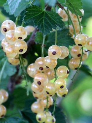 Смородина белая Булонь