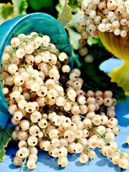 Смородина белая Булонь купить с доставкой