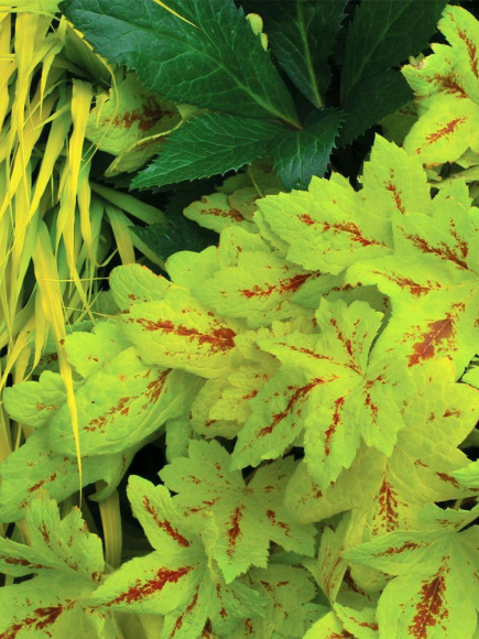 Гейхерелла Санрайз Фолс (Sunrise Falls) купить с доставкой