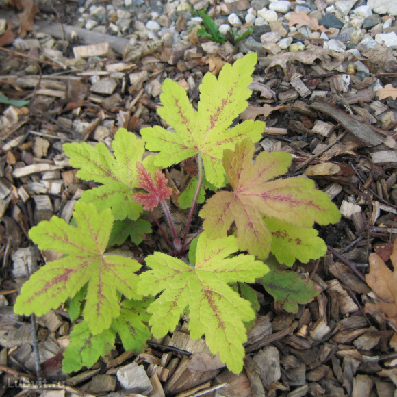 Гейхерелла Санрайз Фолс (Sunrise Falls) купить с доставкой Гейхерелла Санрайз Фолс (Sunrise Falls) купить с доставкой