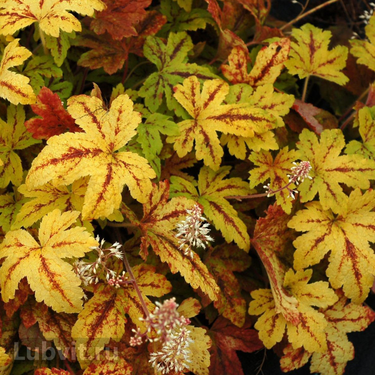 Nima uchun jinsiy aloqa paytida ayolning qinidan havo chiqadi?